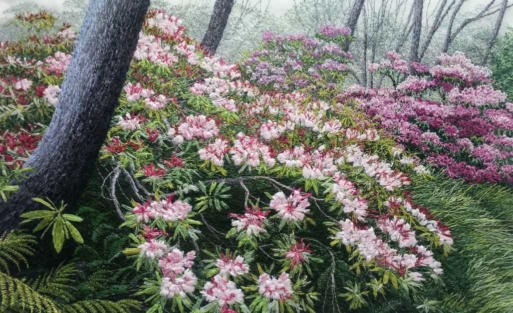 Rhododendrons in Full Bloom